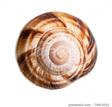 dried shell of burgundy snail cutout on white 74915032