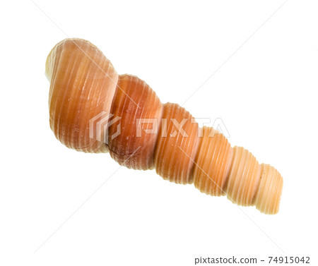 dried shell of tower snail cutout on white dried shell of tower snail cutout on white 74915042