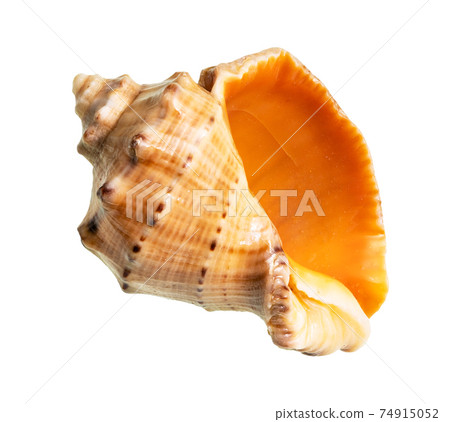 dried empty shell of rapana cutout on white 74915052