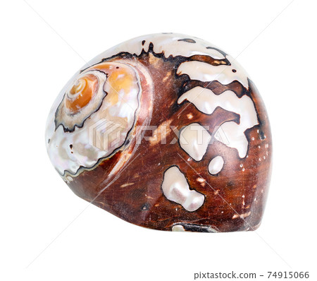 dried shell of nautilus mollusk cutout on white 74915066