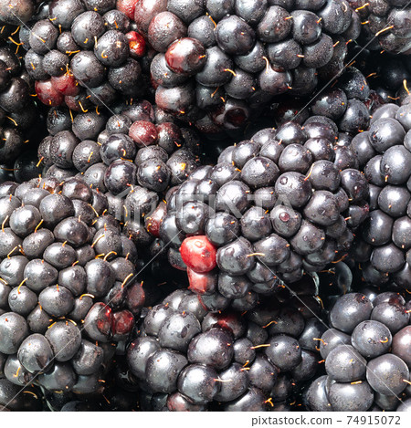 many wet blackberry fruits close up 74915072