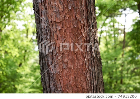 Tomb of Heonin, Tomb of King Joseon, Seoul 74915200