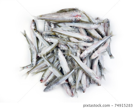 Fresh European smelt fishes. Deep frozen raw smelt fishes a lot with ice pieces isolated on white background. Top view, copy space. Osmerus eperlanus. Fresh European smelt fishes. Deep frozen raw smelt fishes a lot with ice pieces isolated on white background. Top view, copy space. Osmerus eperlanus. 74915283