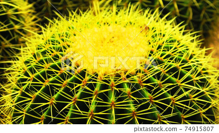 Landscape with cactus barrel cactus Landscape with cactus barrel cactus 74915807