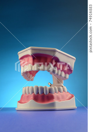 Dental Teeth Display Dental Teeth Display 74916883