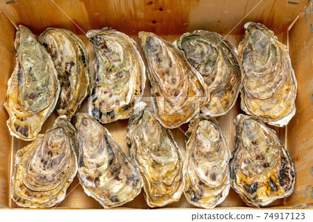 Fresh Oysters Crate Fresh Oysters Crate 74917123