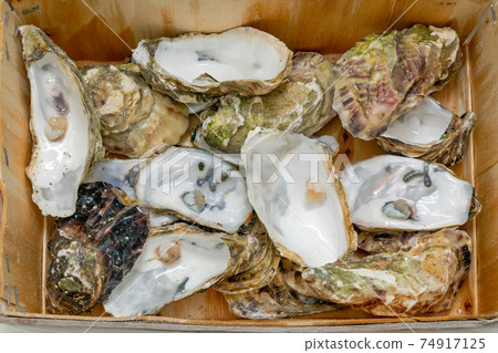 Discarded Oysters Shells Discarded Oysters Shells 74917125
