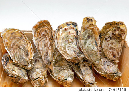 Closed Oysters Closed Oysters 74917126