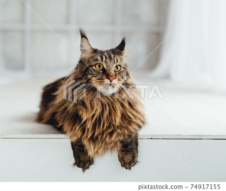 Maine Coon cat on white background 74917155