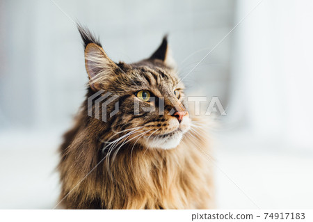 Maine Coon cat on white background 74917183