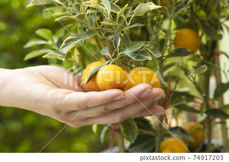 A woman holding a kumquat fruit on kumquat tree. 74917203