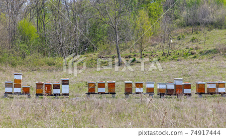 Beehives Nature 74917444