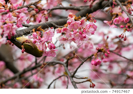 Whitetail Kawazu Sakura Whitetail Kawazu Sakura 74917467