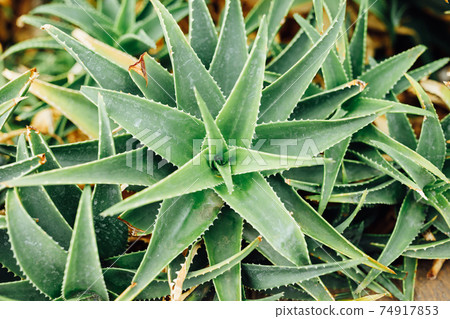 aloe vera plant, top view 74917853