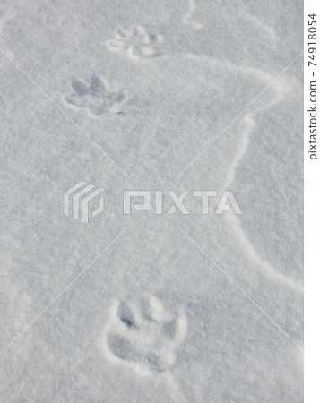 狐狸在雪地裡留下的腳印(足跡) 狐狸在雪地裡留下的腳印(足跡) 74918054