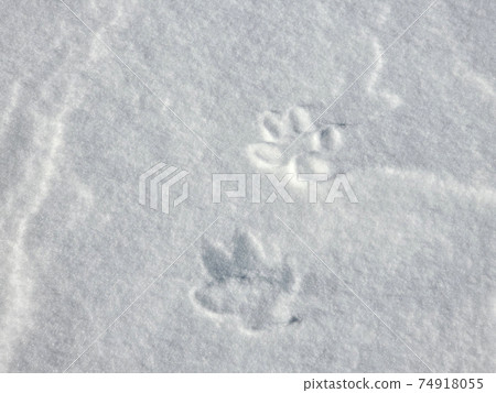 fox footprints in snow