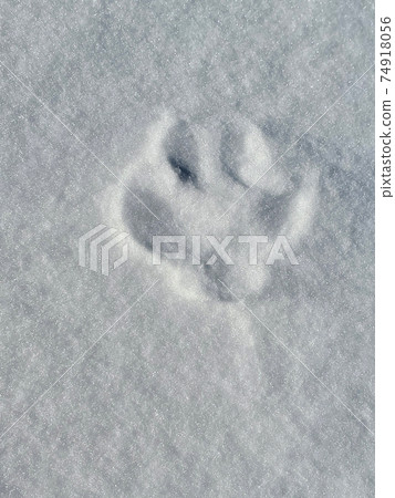 Fox footprints left in the snow (footprints) 74918056
