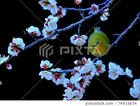 早春花園白眼和梅花樹枝一起玩 74918634