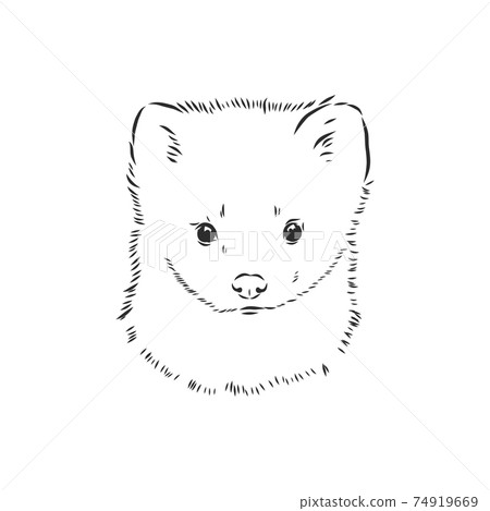 Sable or Martes zibellina, illustration of Sable. sable animal vector sketch illustration Sable or Martes zibellina, illustration of Sable. sable animal vector sketch illustration 74919669