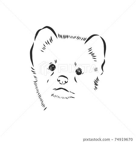Sable or Martes zibellina, illustration of Sable. sable animal vector sketch illustration 74919670
