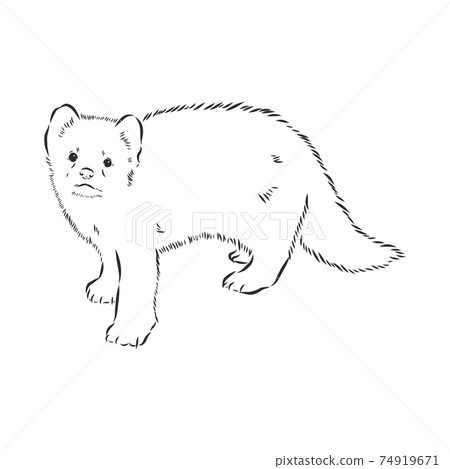 Sable or Martes zibellina, illustration of Sable. sable animal vector sketch illustration Sable or Martes zibellina, illustration of Sable. sable animal vector sketch illustration 74919671
