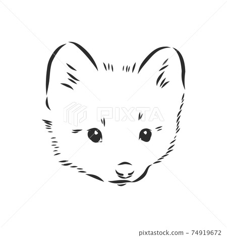 Sable or Martes zibellina, illustration of Sable. sable animal vector sketch illustration Sable or Martes zibellina, illustration of Sable. sable animal vector sketch illustration 74919672