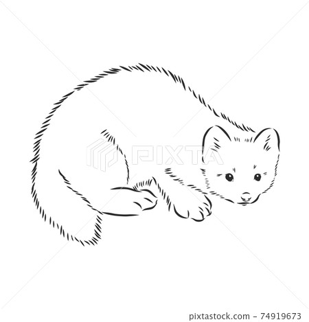 Sable or Martes zibellina, illustration of Sable. sable animal vector sketch illustration 74919673