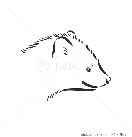 Sable or Martes zibellina, illustration of... - Stock Illustration  [74919674] - PIXTA