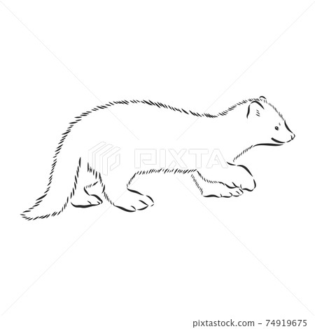 Sable or Martes zibellina, illustration of Sable. sable animal vector sketch illustration Sable or Martes zibellina, illustration of Sable. sable animal vector sketch illustration 74919675