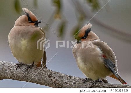 Hirenjaku Hirenjaku 74919889