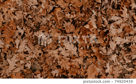abstract beautiful neutral background autumn orange dry fallen leaves of oak and tree abstract beautiful neutral background autumn orange dry fallen leaves of oak and tree 74920439
