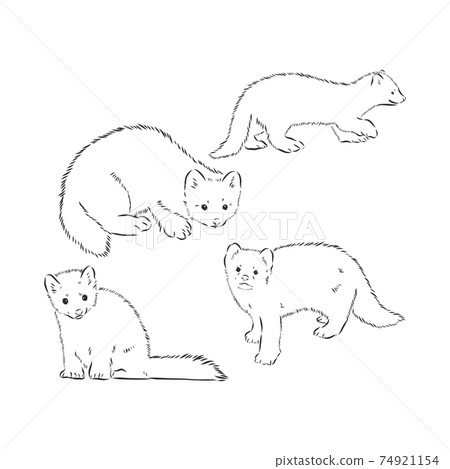 Wild sable, forest animal. Symbol of the north. Vintage monochrome style. Mammal in Europe, Russia, from the Ural Mountains. sable animal vector sketch illustration 74921154