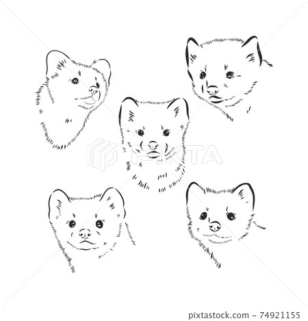 Wild sable, forest animal. Symbol of the north.... - Stock Illustration  [74921155] - PIXTA