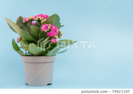 Flowering Kalanchoe plant in a pot on a uniform gray background. There is room for text. Background, texture or postcard 74921197