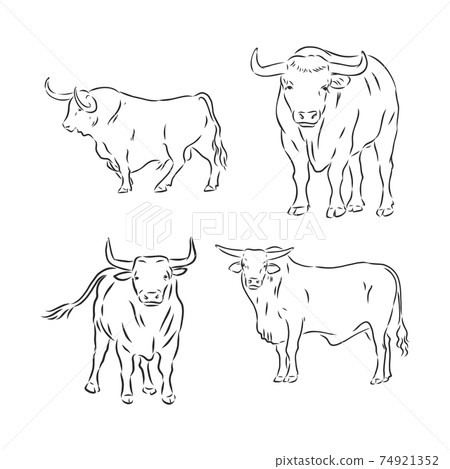 black and white linear paint draw bull vector illustration. bull vector sketch illustration black and white linear paint draw bull vector illustration. bull vector sketch illustration 74921352