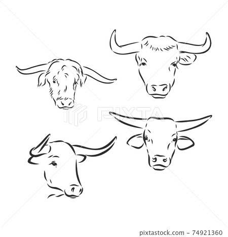 black and white linear paint draw bull vector illustration. bull vector sketch illustration black and white linear paint draw bull vector illustration. bull vector sketch illustration 74921360