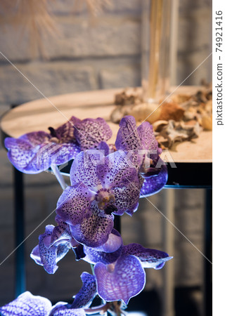Lilac orchid flower close-up. The flower is backlit Lilac orchid flower close-up. The flower is backlit 74921416