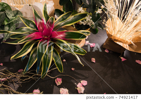 Beautiful bright flower of bromeliad in a pot. Composition of fresh flowers and dried plants Beautiful bright flower of bromeliad in a pot. Composition of fresh flowers and dried plants 74921417