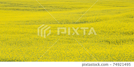 Beautiful yellow rapsfield with horizon line Beautiful yellow rapsfield with horizon line 74921495