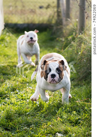 American Bulldog puppies is running and playing American Bulldog puppies is running and playing 74922069