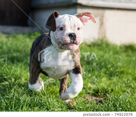 Funny red American Bulldog puppy is running. 74922076