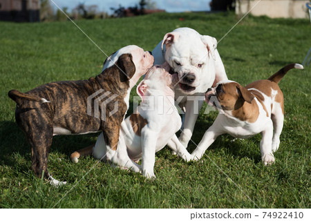 American Bulldog puppies with mother are playing American Bulldog puppies with mother are playing 74922410