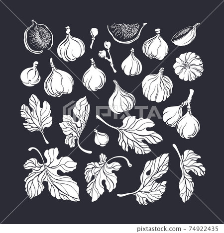 Figs set. Vector vintage shape. Hand drawn isolate 74922435