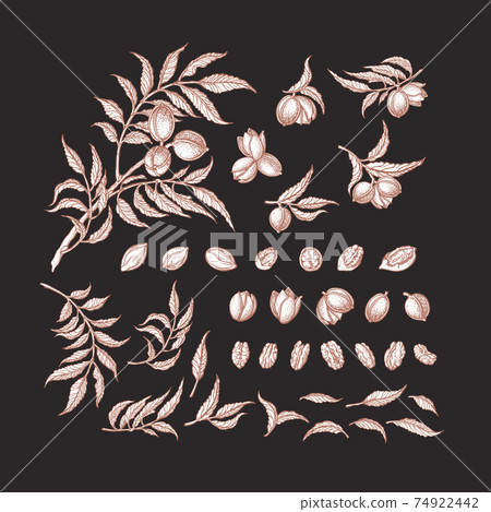 Pecan vintage set. Organic nuts Botanical graphic Pecan vintage set. Organic nuts Botanical graphic 74922442