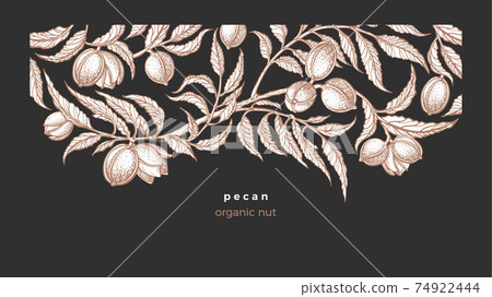 Pecan vintage template. Organic nut. Sketch card Pecan vintage template. Organic nut. Sketch card 74922444