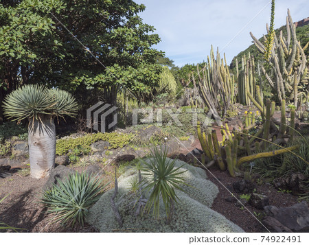 Various cacti at cactus part of botanical garden, Jardin Botanico Canario Viera y Clavijo, Tafira, Gran Canaria, Canary Islands, Spain 74922491