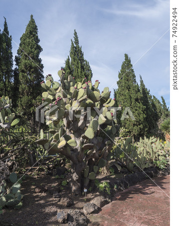 Various cacti at cactus part of botanical garden, Jardin Botanico Canario Viera y Clavijo, Tafira, Gran Canaria, Canary Islands, Spain Various cacti at cactus part of botanical garden, Jardin Botanico Canario Viera y Clavijo, Tafira, Gran Canaria, Canary Islands, Spain 74922494