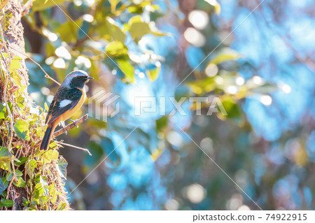 Male in a branch that sticks to a branch Male in a branch that sticks to a branch 74922915