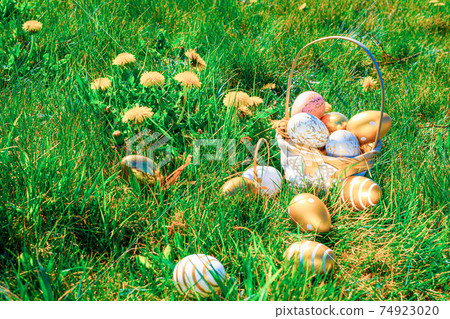 Easter egg hunt. Golden egg with yellow spring flowers in celebration basket on green grass background. Easter hunt concept. 74923020