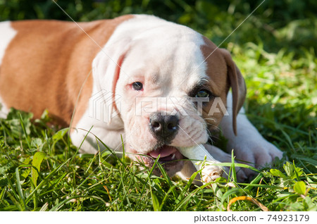 American Bulldog puppy is eating a chicken paw on nature American Bulldog puppy is eating a chicken paw on nature 74923179